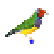 gouldian-genetic-forecast-icon