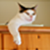 htmlviewer-icon