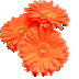 virtual-grower-icon